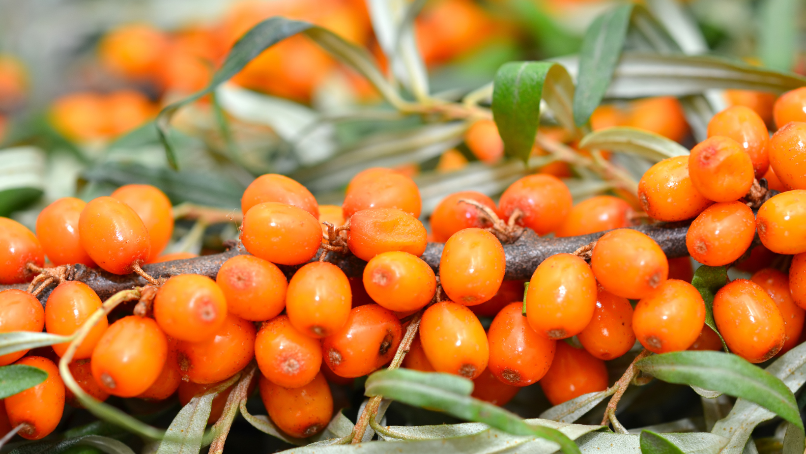 The Complete Guide to Sea Buckthorn Health Benefits